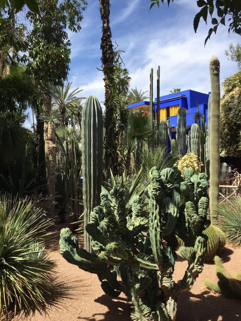 Vue d'un jardin luxuriant à Marrakech, avec une variété de cactus et de palmiers au premier plan.